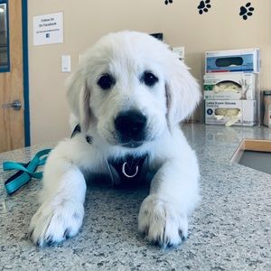 MEET YOUR POSHER👑🌸